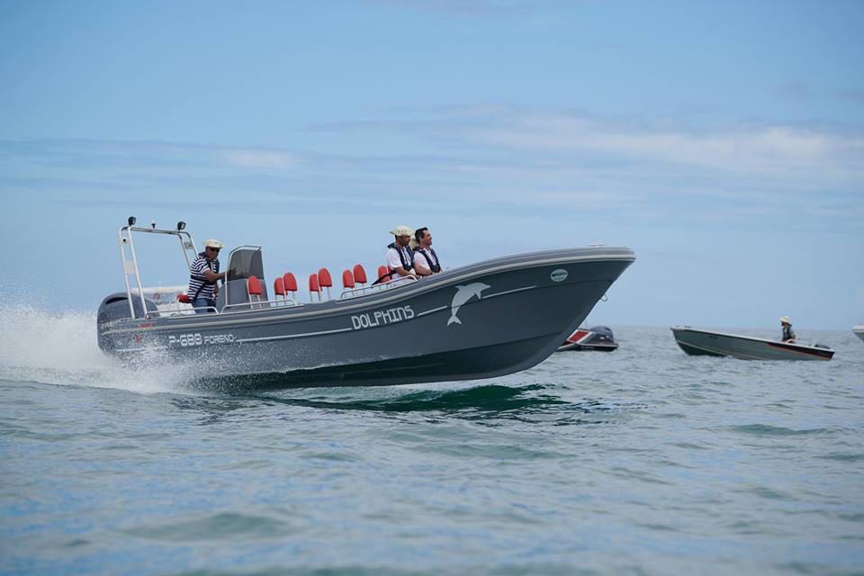 Dipol P-680 Foreño - Dolphins